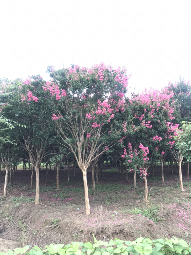 红花紫薇/10公分红花紫薇，四川红红花紫薇