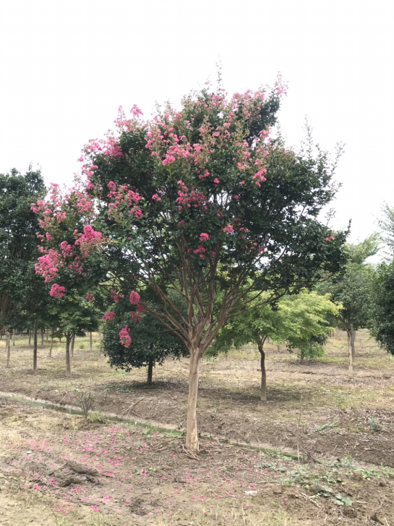 红花紫薇/10公分红花紫薇，四川红红花紫薇