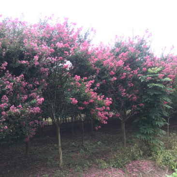 红花紫薇/10公分红花紫薇,四川红红花紫薇