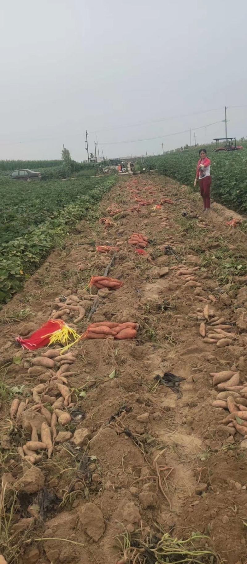 龙薯九大量上市啦啦啦啦