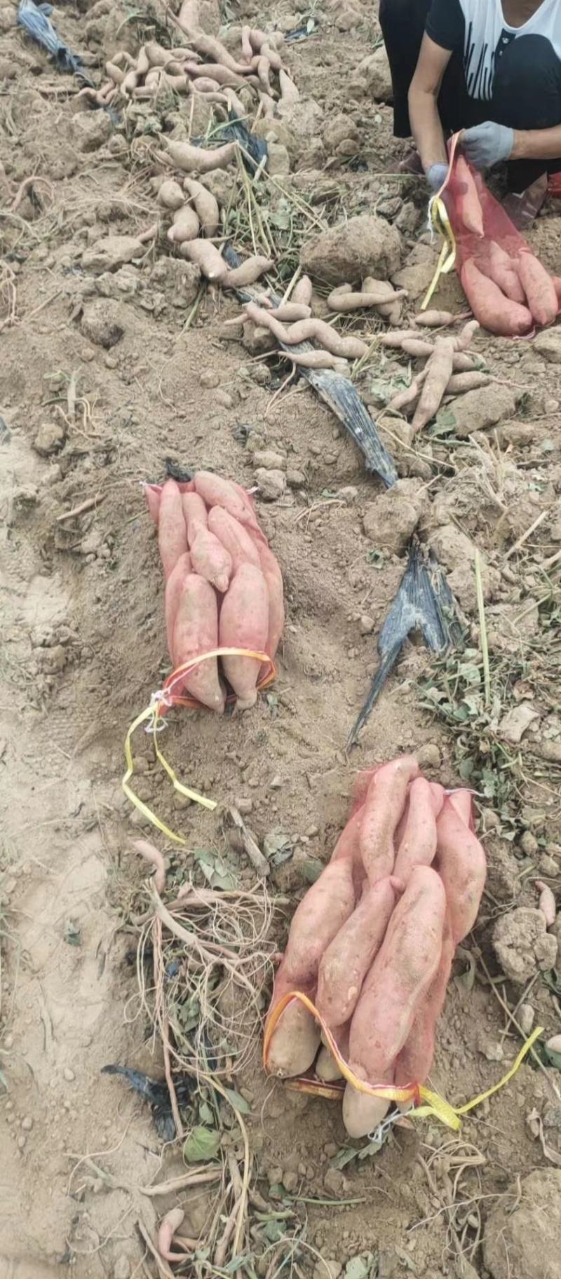 龙薯九大量上市啦啦啦啦
