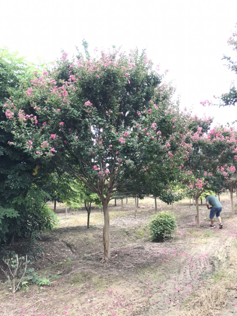 红花紫薇/10公分红花紫薇，四川红红花紫薇