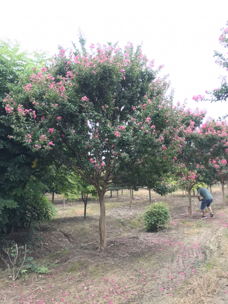 红花紫薇/10公分红花紫薇，四川红红花紫薇