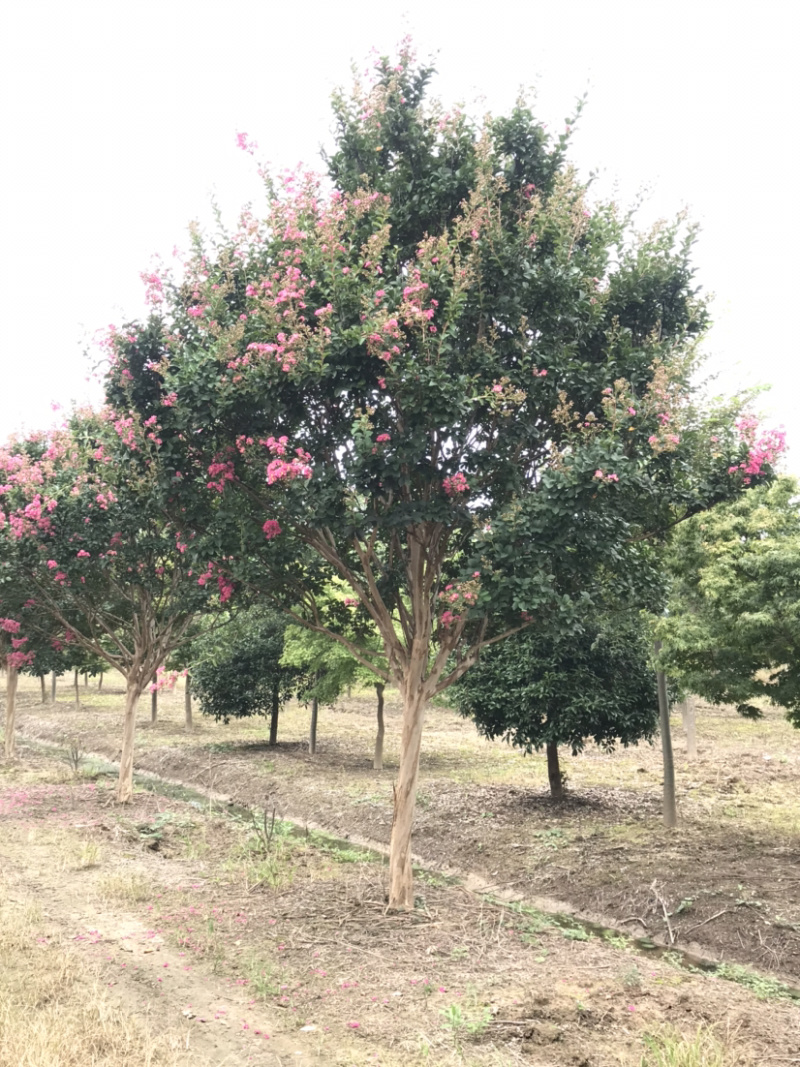红花紫薇/10公分红花紫薇，四川红红花紫薇