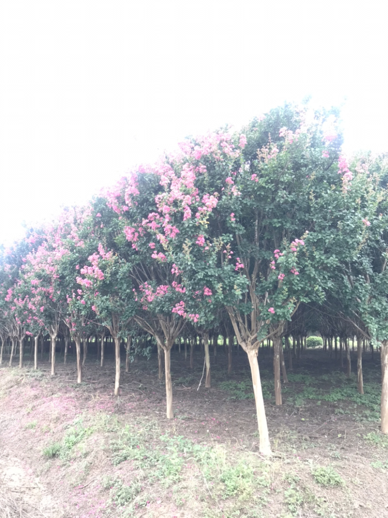 红花紫薇/10公分红花紫薇，四川红红花紫薇