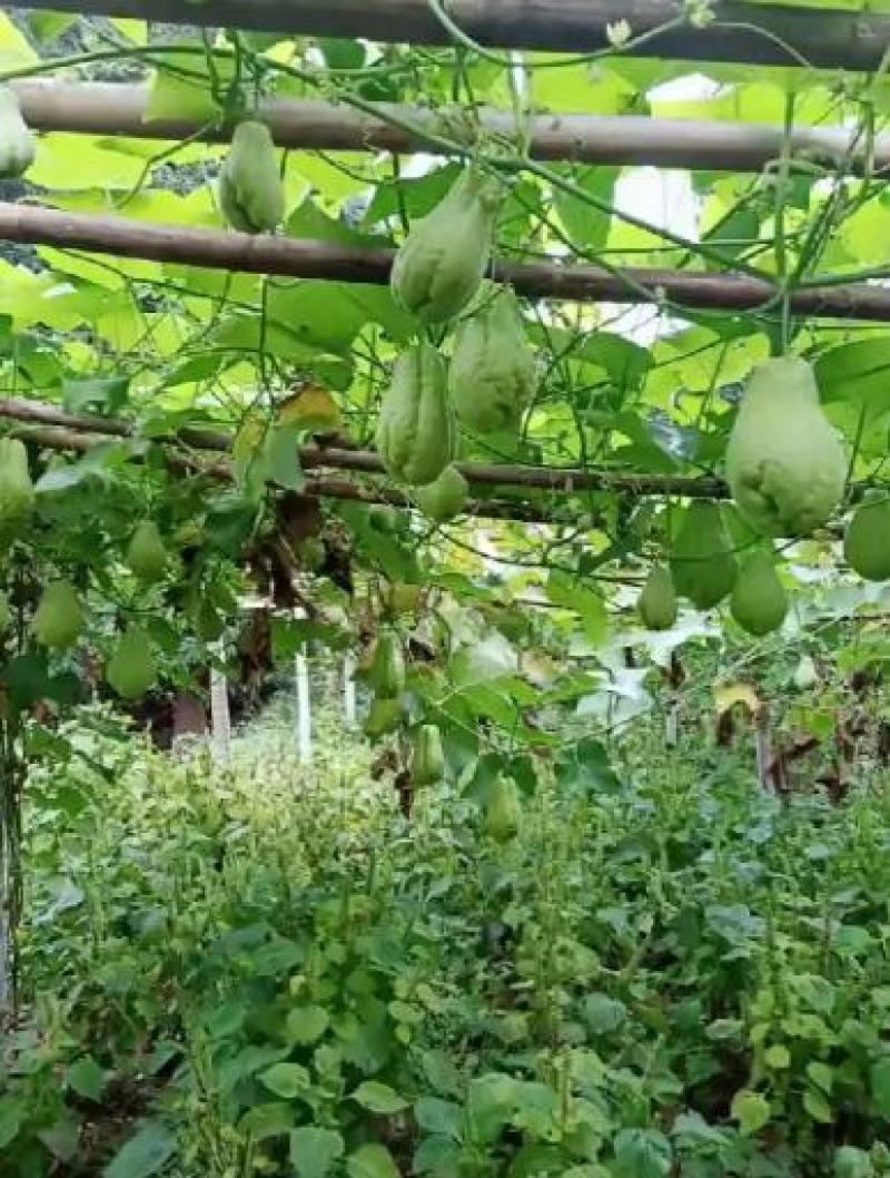 贵州省惠水县佛手瓜基地直发