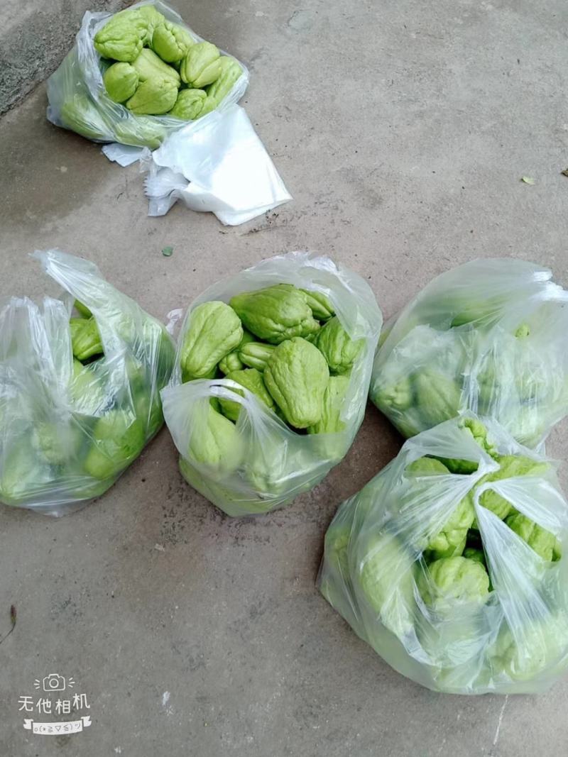 贵州省惠水县佛手瓜基地直发