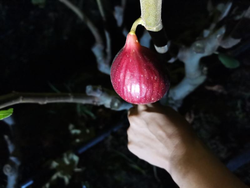 波姬红马斯义陶芬无花果丰产量大多年代办经验