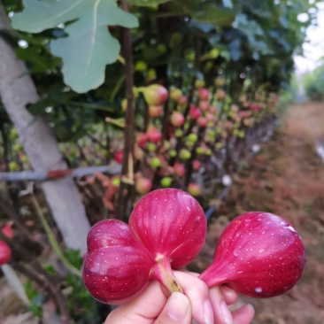 波姬红马斯义陶芬无花果丰产量大多年代办经验