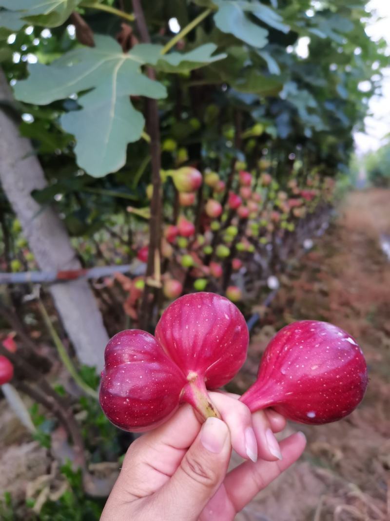 波姬红马斯义陶芬无花果丰产量大多年代办经验