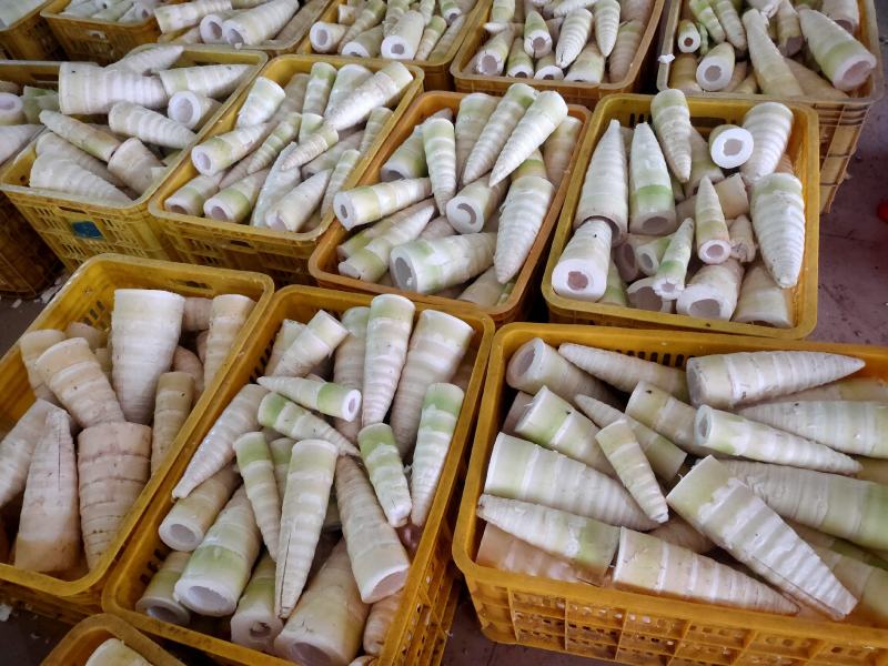 螺蛳粉专用，酸笋丝，酸笋片，笋尾，去青皮，高端笋