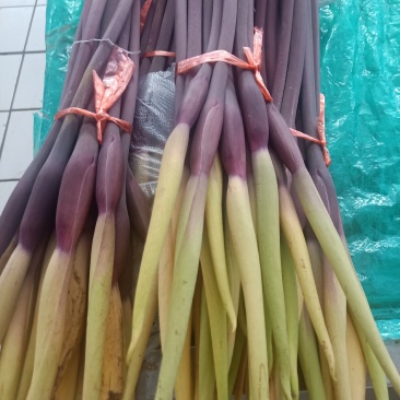 云南普洱芋花_鲜货