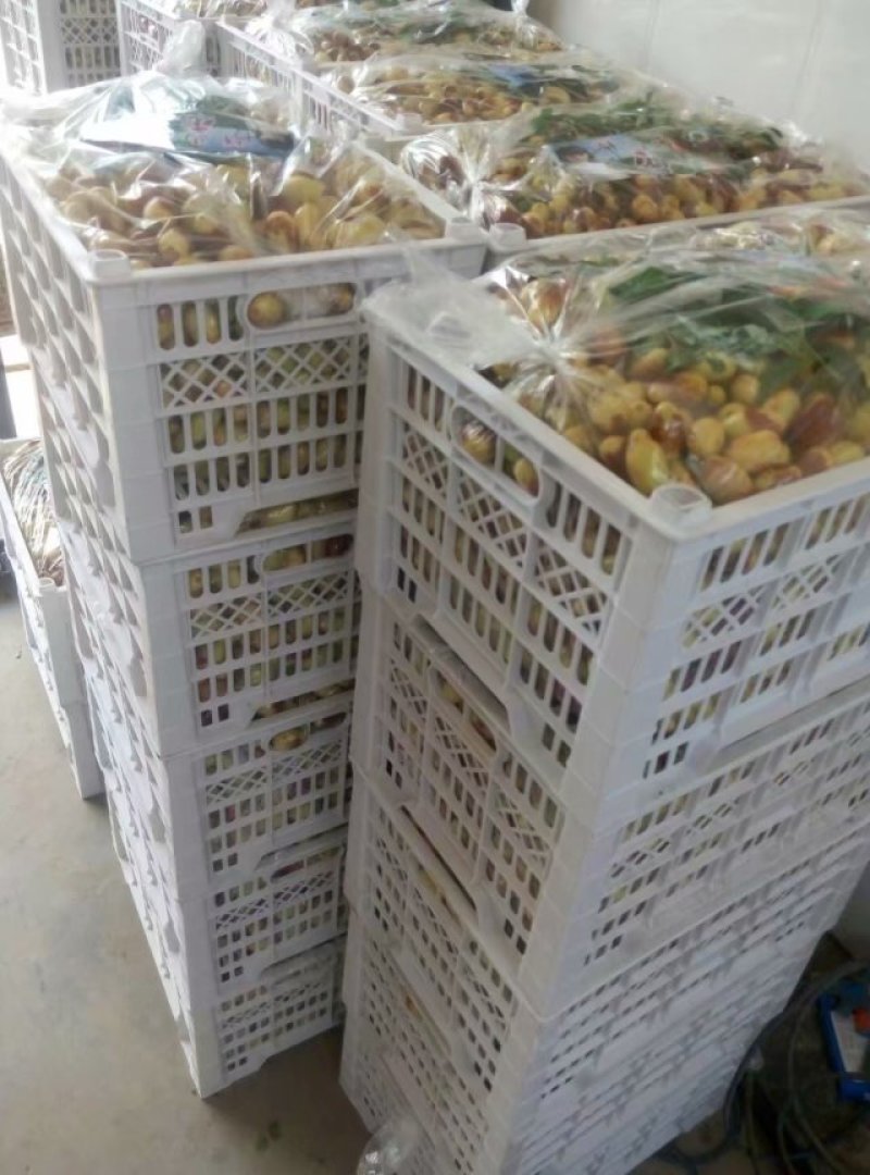 天津静海马牙枣快熟啦！一手货源