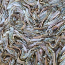 塘虱鱼苗，三黄土塘虱鱼苗，塘角鱼苗，生长快，个头大