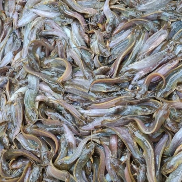 塘虱鱼苗，三黄土塘虱鱼苗，塘角鱼苗，生长快，个头大