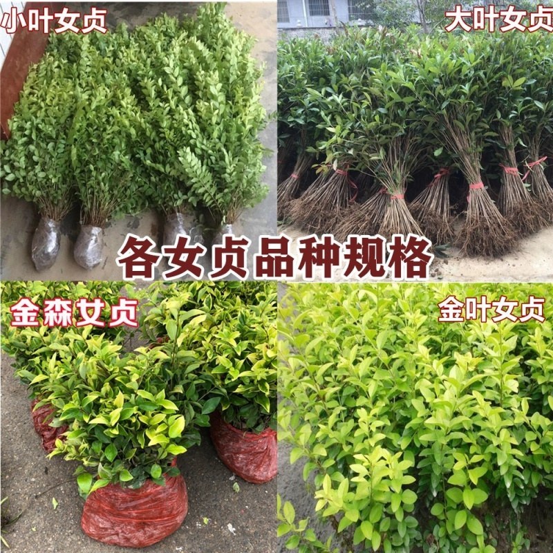 金叶女贞球小叶女贞苗品种全基地直销