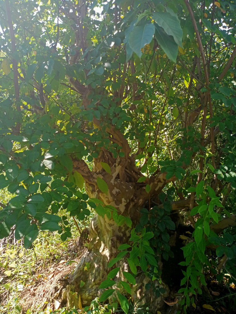 紫薇桩70多公分大大小小各种紫薇桩都有