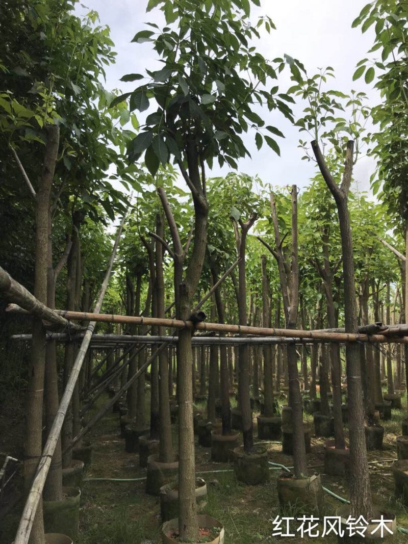 红花风铃木低价大量出售