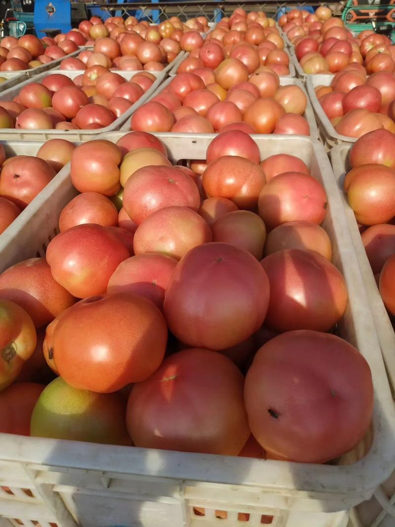 山东西红柿硬粉西红柿弧三以上一手货源支持各种包装