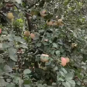 河南美八成熟精品大果