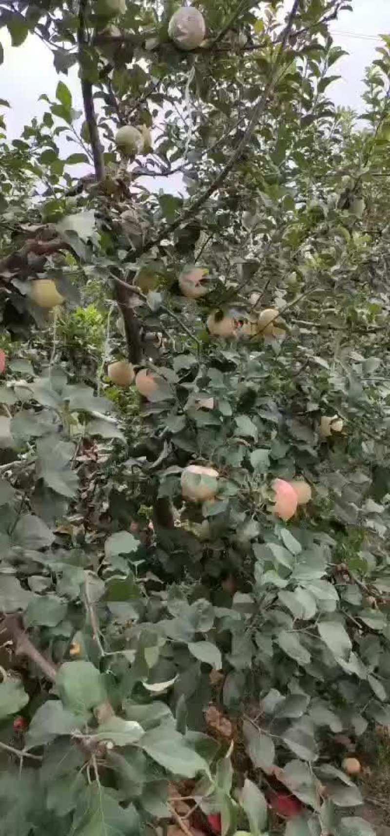 河南美八成熟精品大果