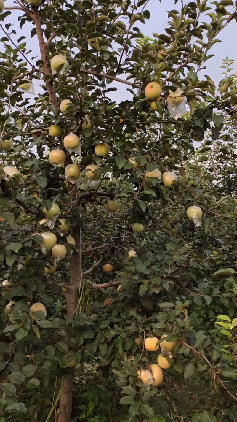 河南美八成熟精品大果