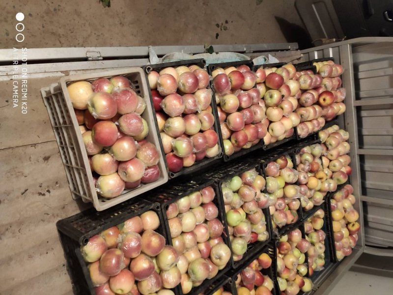 河南美八成熟精品大果