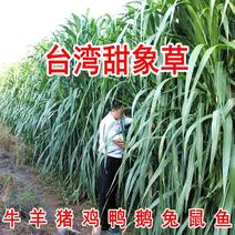 台湾甜象草种子多年生四季高产牧草种子/大量现货