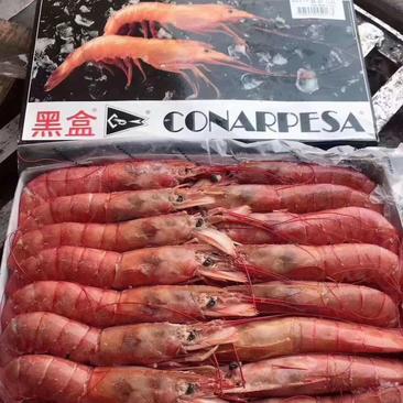 阿根廷红虾1号2号康纳黑盒