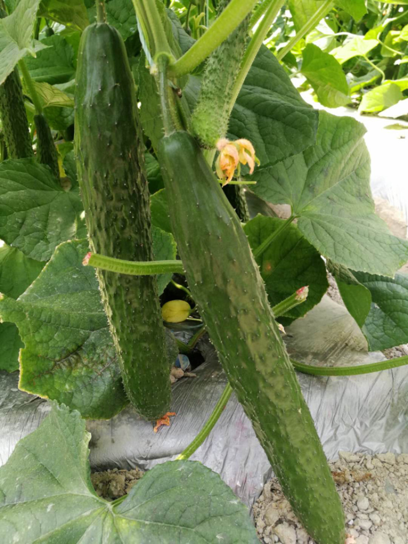 黄瓜批发，黄瓜基地，带刺黄瓜，大棚黄瓜，精品黄瓜，