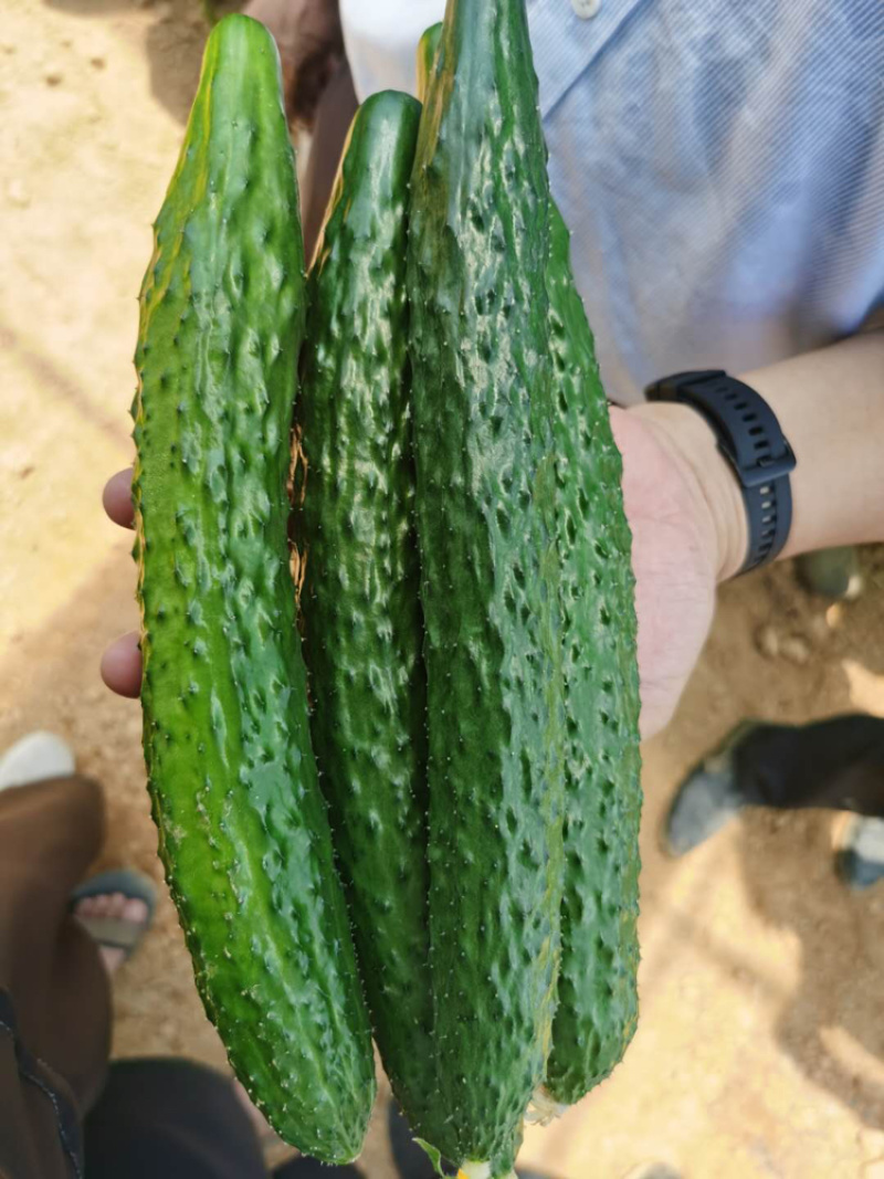 黄瓜批发，黄瓜基地，带刺黄瓜，大棚黄瓜，精品黄瓜，