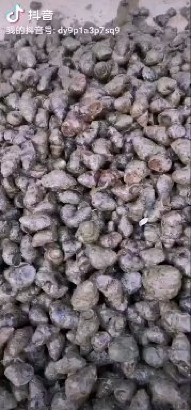 求购1.4螺蛳求购螺狮肉饲料粉