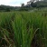 安徽省六安市大量供应浙大一号早熟双季茭白苗，包运费包技术