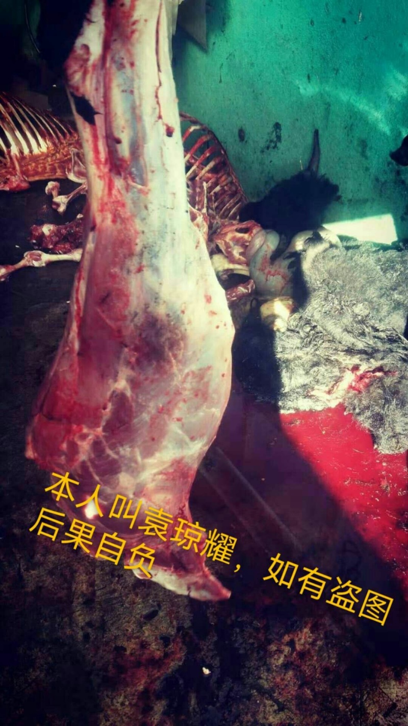 正宗牦牛鲜肉、冻肉，牛头、牛蹄、欢迎各位老板来电咨询。
