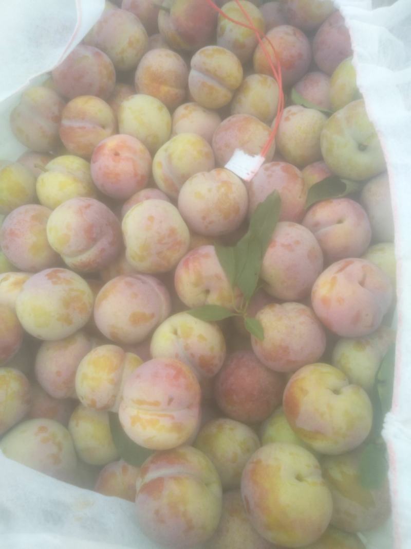 优质小芙蓉李子质优价低