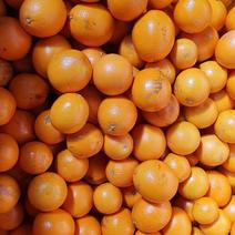南非桶装橙子，可以分包，适合榨汁欢迎咨询