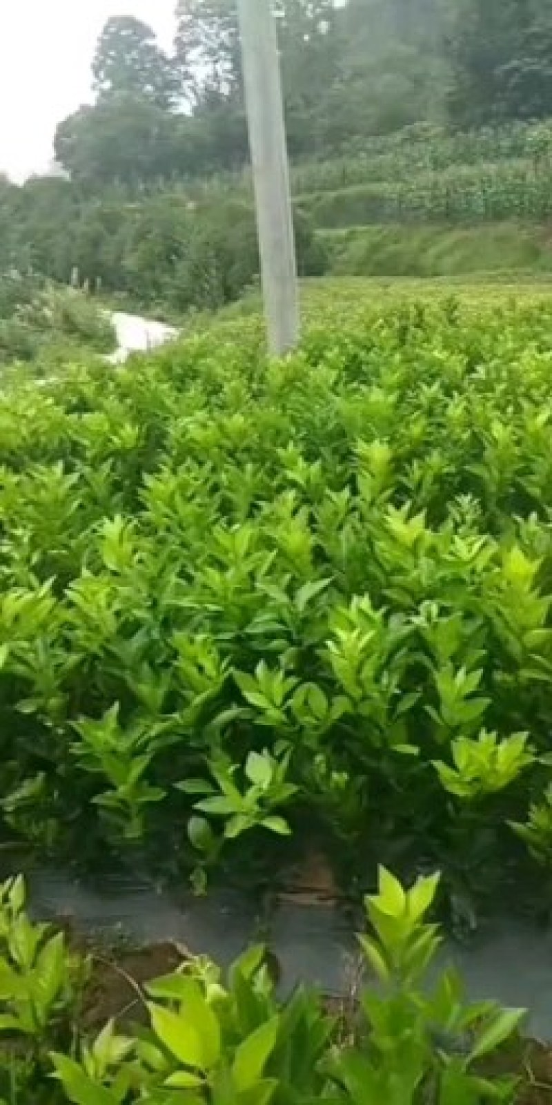，大分4号，，，特早蜜桔，汁多清甜