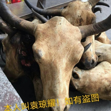 正宗牦牛头、牛蹄鲜肉冻肉。欢迎老板来电咨询。