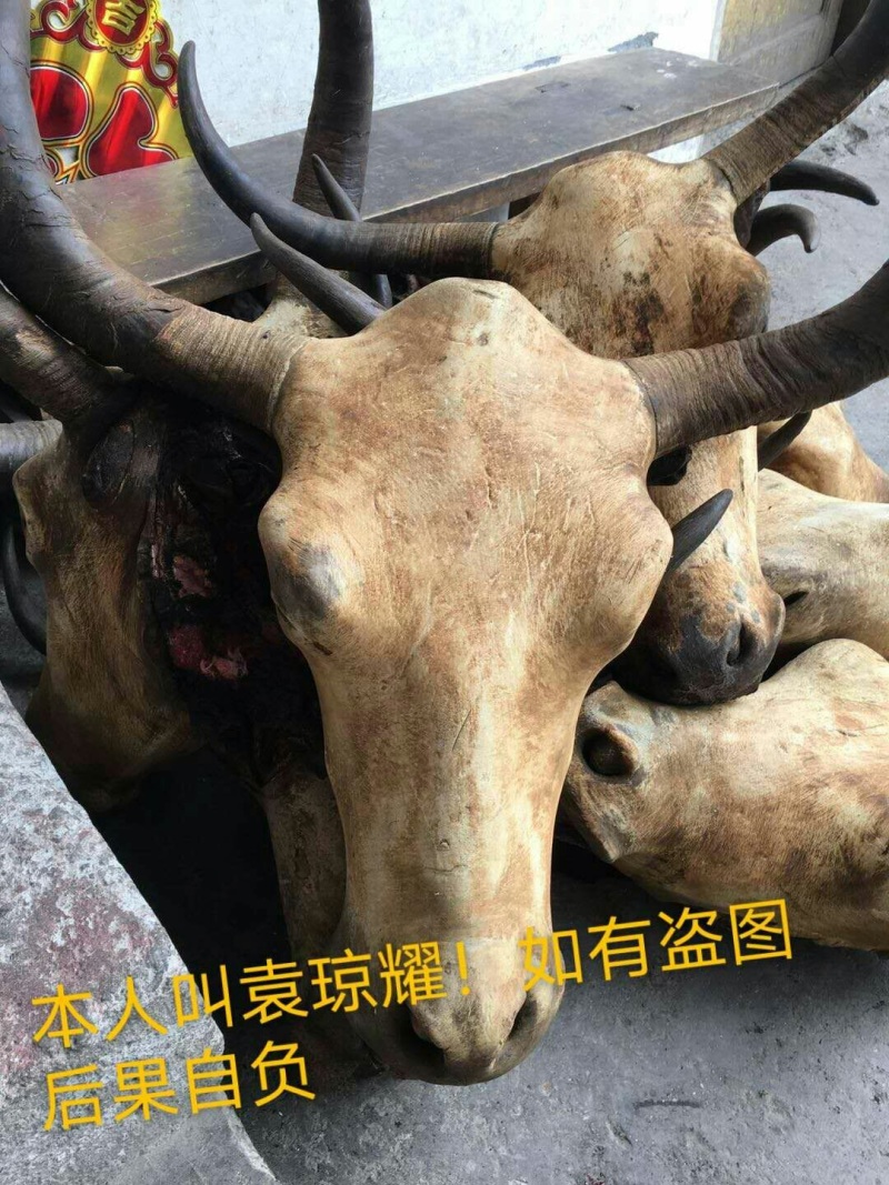 正宗牦牛头、牛蹄鲜肉冻肉。欢迎老板来电咨询。