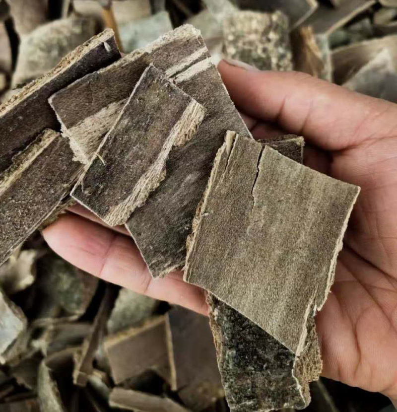 鸭脚木皮【包邮】三斤起发货可批量可零售量大从优