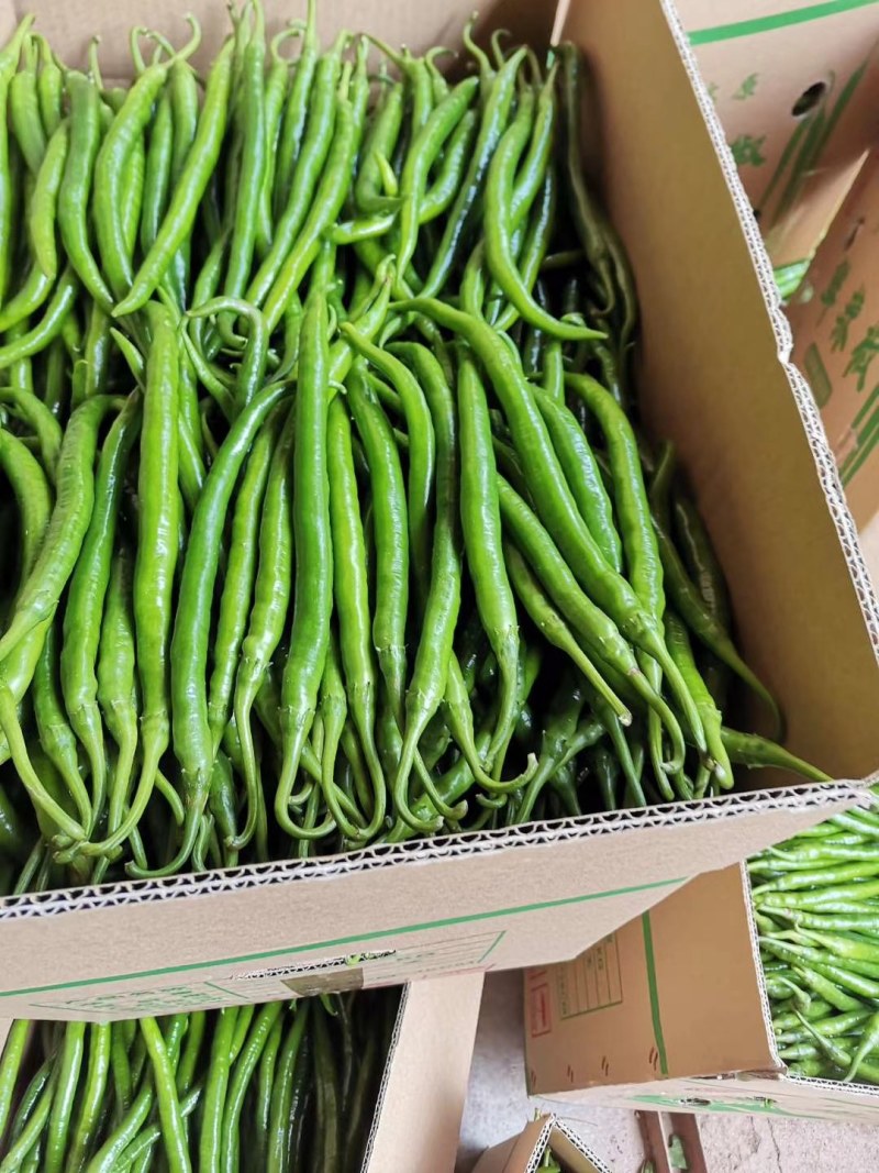 威宁县高山线椒上市了美美的香，辣