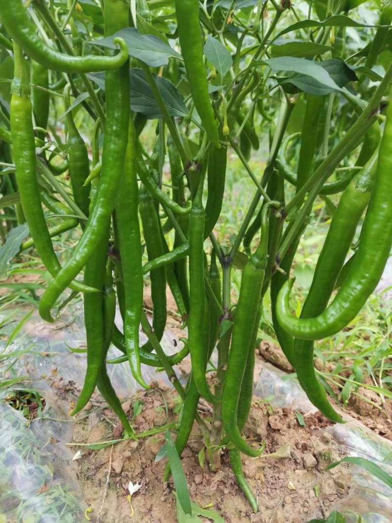 威宁县高山线椒上市了美美的香，辣