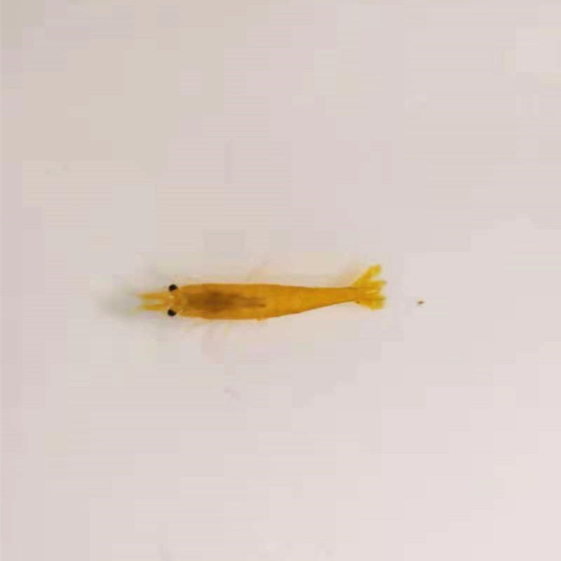 黄金米虾观赏虾宠物虾米虾