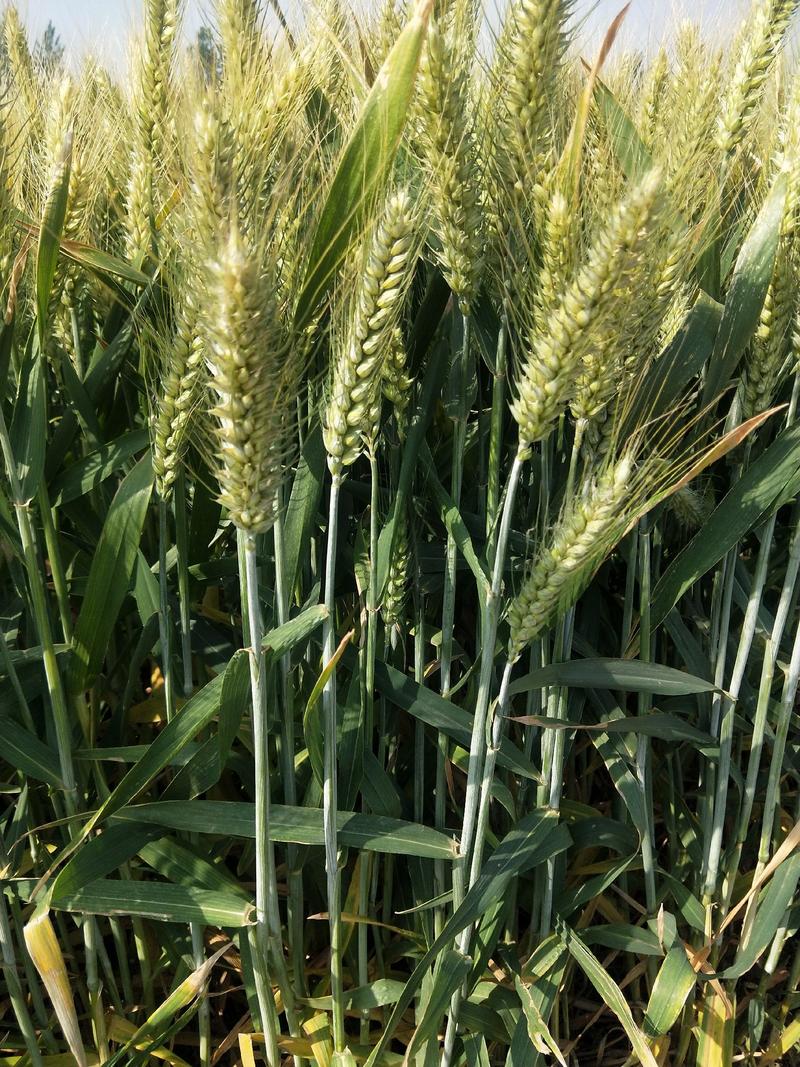 河南高产小麦种子小麦新品种基本亩产1500斤