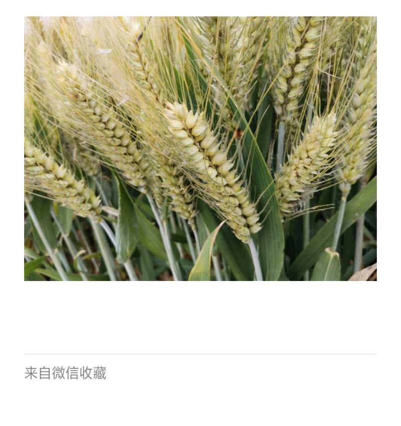 河南高产小麦种子小麦新品种基本亩产1500斤