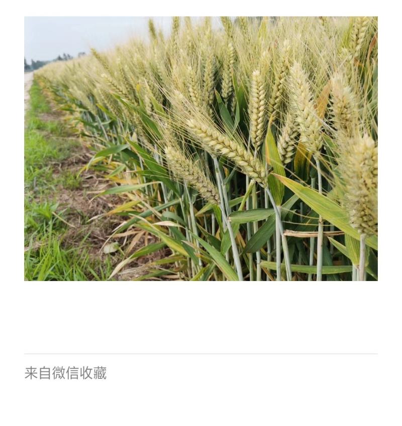 河南高产小麦种子小麦新品种基本亩产1500斤