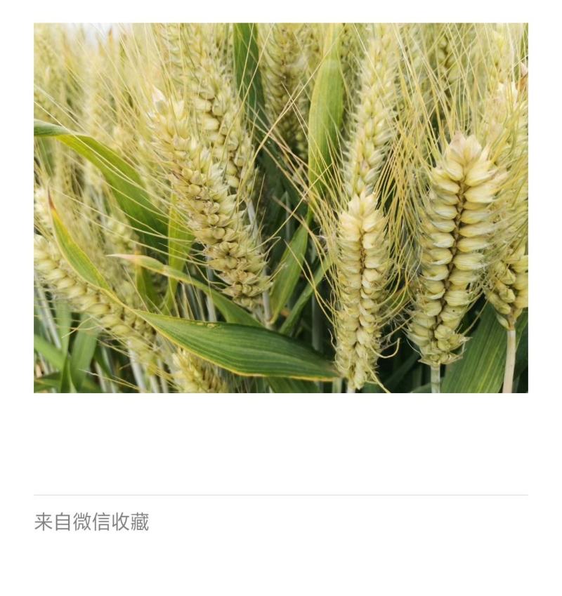河南高产小麦种子小麦新品种基本亩产1500斤
