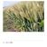 河南高产小麦种子小麦新品种基本亩产1500斤