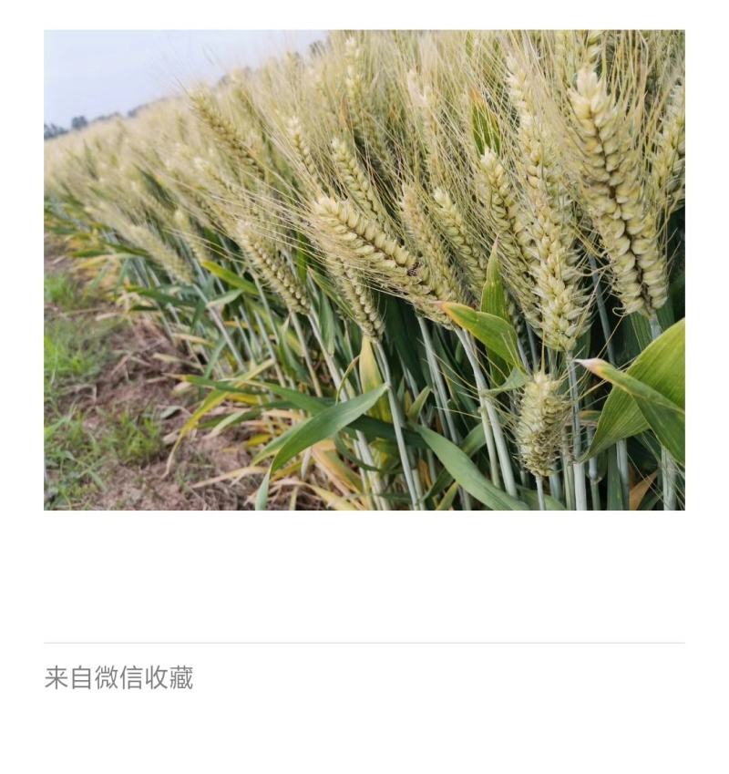 河南高产小麦种子小麦新品种基本亩产1500斤