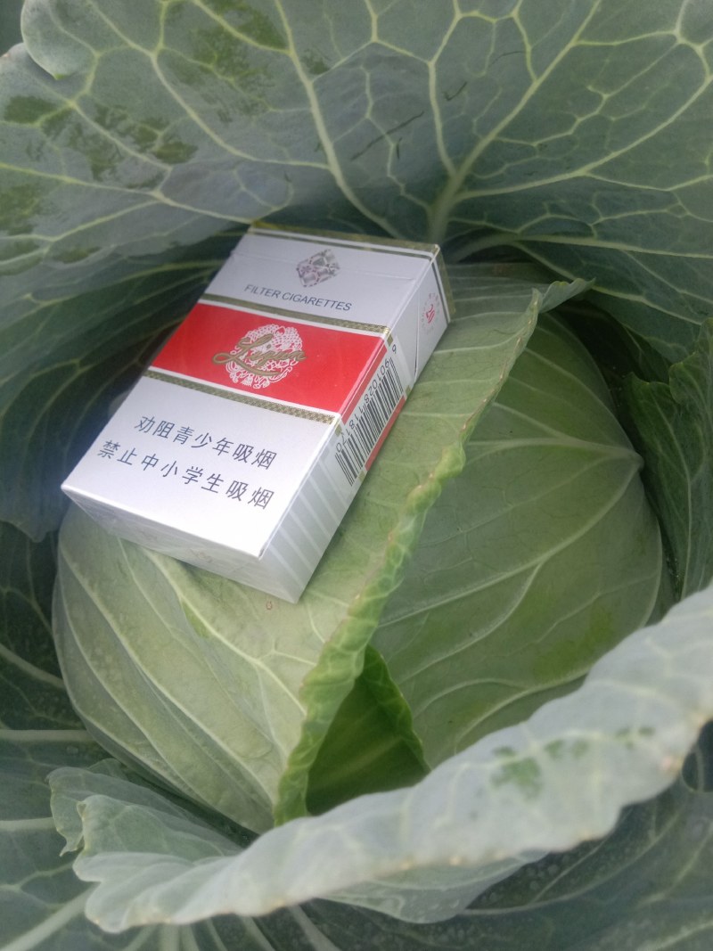 墨玉50甘兰通货1~2公斤，现已大量上市，可视频看货